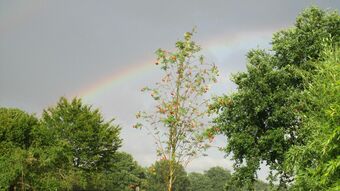 Ein Regenbogen über grünen Bäumen.